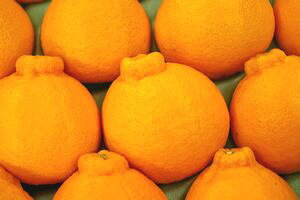 ΕfR|ʔ x13x̓ʂ̊k̔B12z@7ʁ`9 F{EYn