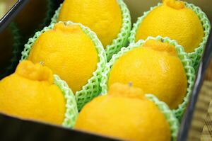 F{fR|ʔ x13x̕sm΁iʂj̔B 6 F{Y