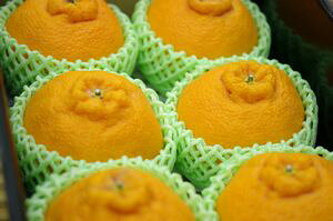 叫Gi܂jfR|ʔ ʕMtgɎ̐ԂfR|̔B 6 Y