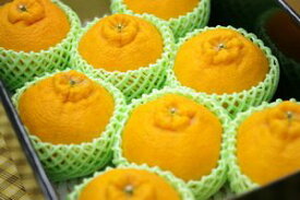 楽天市場 デコポン 収穫 時期の通販