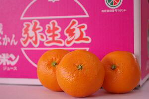 Q悩@퐶g@ʐM̔ nɗ\̔B10kg L`2L QY