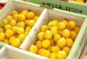 お中元月山錦さくらんぼ販売　1kg バラ詰め 2L〜3L 幻の黄色い山形さくらんぼ通販ギフトは7月上旬 ランキングお取り寄せ