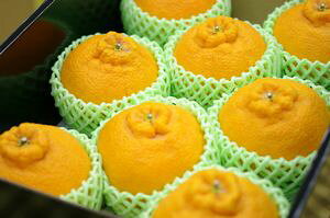 ̓fR|Mtgʔ fR|v[gɁBJ[l[VtB8ʁ`12 QEYn