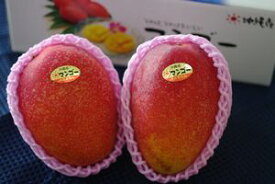 沖縄マンゴー　2玉　通販 御中元果物販売　アップルマンゴー 沖縄県産