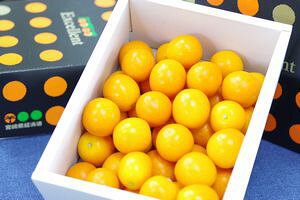 {܂܃GNZgʔ x18x̊n񂩂̔Bϔ 1kg {Y