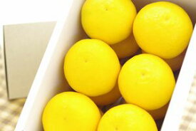ニューサマーオレンジ通販 小夏・日向夏とも呼ばれる柑橘を販売取寄。約2kg 愛媛・他産地