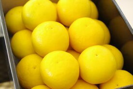 ニューサマーオレンジ通信販売 小夏・日向夏とも呼ばれる柑橘を販売取寄。約3kg 愛媛・他産地