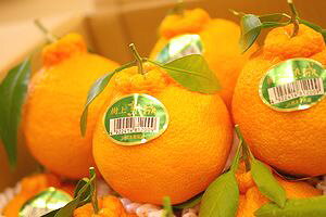 ㊮nfR|ʔ sm΁iʂjx13x̔B3kg 7ʁ`9 F{EYn