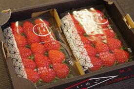 あまりん いちご 埼玉県産の苺 約250g×2P