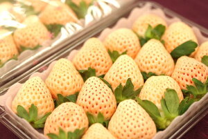 WႢ̔@䕂䂫ʔ̂ 8`15×2pbN F{EYn͂1聚