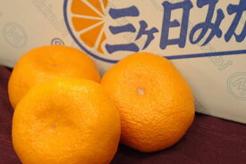 JA三ヶ日みかん通販 お歳暮静岡県みかん販売　早生・青島 約4kg S〜2L 糖度11度以上 秀品