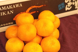 山川みかん販売 北原早生みかん通販 福岡県JAみなみ筑後のお取り寄せ 糖度12度以上 4kg S〜L