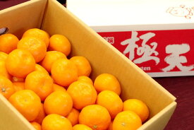 紀南の木熟みかん 極天(ごくてん) 和歌山県産をお歳暮みかんに。糖度13度以上 5kg S〜L