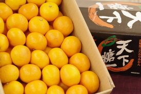 天下糖一みかん てんかとういつ蜜柑JAとぴあ浜松 静岡県 糖度12度以上 2.5kg