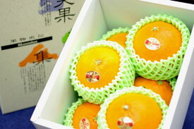 紅まどんな通販 お歳暮に愛媛県ゼリーの様な食感が特徴の柑橘を販売取寄。約5玉〜約6玉