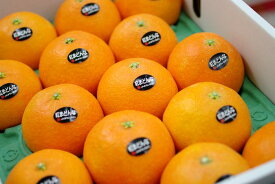紅まどんな通信販売 お歳暮に愛媛県ゼリーの様な食感が特徴の柑橘を販売取寄。約8玉〜約15玉