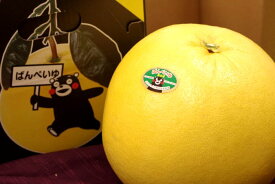晩白柚（ばんぺいゆ）通販 お歳暮ギフトに熊本県八代産の特大柑橘を販売取寄。12月配送 1玉 熊本産