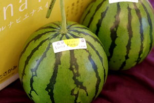 isGi̔ ʔ̂ōmyLuna PienaẐ {̗͔̉| 2