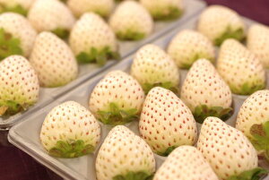 p[zCg̔ ʔ̂Ŕ䕂 8`15 2P ޗǌEYn