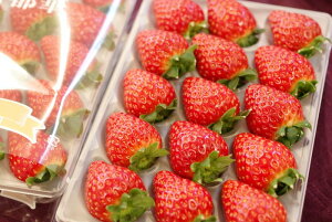 Ós؂iƂj8`15 2P ޗǌY