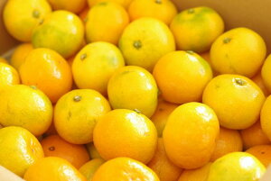 ゆら早生みかん通販 極早生みかん販売 お取り寄せ。糖度11度以上 5kg S〜L