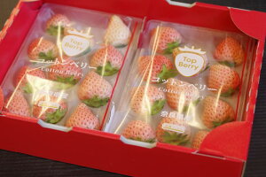 Rbgx[  250g×2P ޗǌ̔