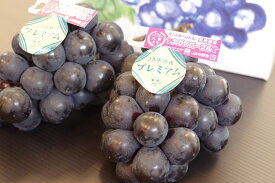 プレミアムJA中野市 ナガノパープル葡萄通販 長野県産。種なし皮ごと食べられるぶどうを販売取寄。2房入