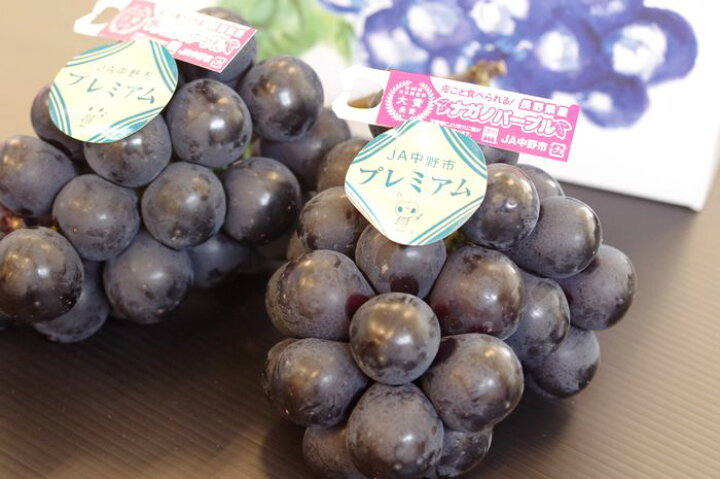 楽天市場 プレミアムｊａ中野市 ナガノパープル葡萄通販 長野県産 種なし皮ごと食べられるぶどうを販売取寄 2房入 果物百貨店 浜中屋