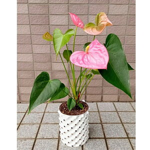 [gvX|bg1.5L@3Zbg@Fgݍ킹R@A@@\^@Aؔ@Jǂ@C@GS-AP120Mini