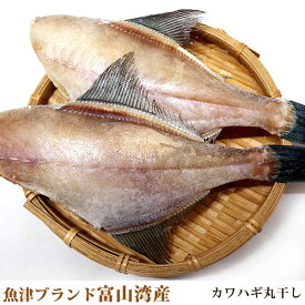 【魚津ブランド・無添加・富山湾産】カワハギ　（ウマヅラハギ／250g）　 お中元 御中元 敬老の日 父 母 ギフト プレゼント 内祝い お返し 誕生日 楽天 お取り寄せ 高級 グルメ お父さん 食品 コンビニ 高級 父の日ギフト