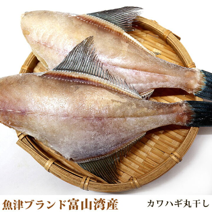 楽天市場 魚津ブランド 無添加 富山湾産 カワハギ ウマヅラハギ 0g お中元 御中元 敬老の日 父 母 ギフト プレゼント 内祝い お返し 誕生日 楽天 お取り寄せ 高級 グルメ お父さん 食品 コンビニ 高級 父の日ギフト 浜浦水産んまいちゃ便楽天市場店 楽天市場 魚津ブランド 無添加 富山湾産 カワハギ ウマヅラハギ 0g お中元 御中元 敬老の日 父 母 ギフト プレゼント 内祝い お返し 誕生日 楽天 お取り寄せ 高級 グルメ お父さん 食品 コンビニ 高級 父の日ギフト 浜浦水産んまいちゃ便楽天市場店