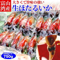 【 急速冷凍処理済 生食OK 】 富山湾産 生 ほたるいか 750g 【3月中旬より順次発送】 お取り寄せグルメ …