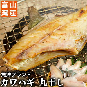 釣り仕掛け カワハギ 魚の人気商品 通販 価格比較 価格 Com