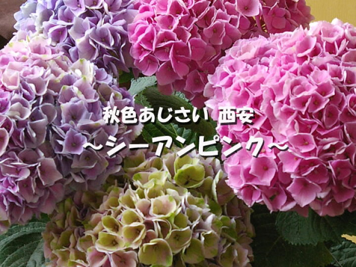 楽天市場 秋色あじさい西安 シーアン ピンク５号花の色が変化する秋色紫陽花 フルール ドゥ あおい