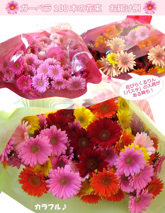 送料無料 一部地域を除く カラーが選べるガーベラ50本の花束 誕生日 女性 プレゼント ギフト 絶妙なデザイン