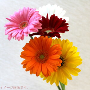 ガーベラ 生花 生花の人気商品 通販 価格比較 価格 Com