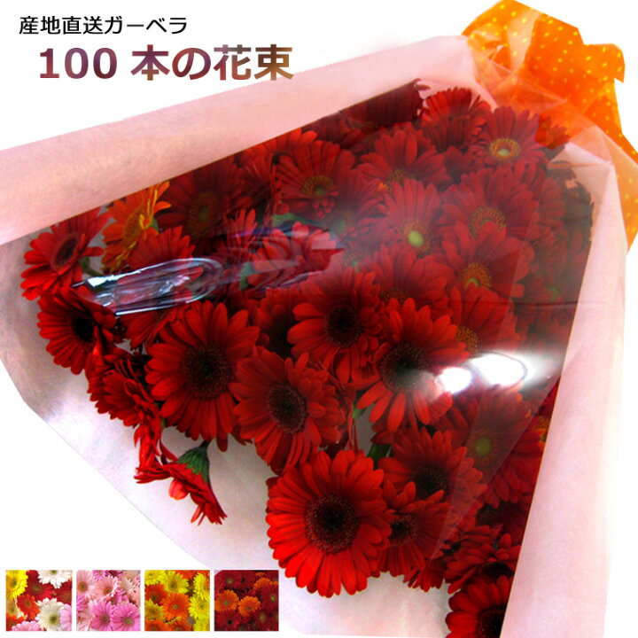 楽天市場 送料無料 一部地域を除く 生花 産地直送 カラーが選べる ガーベラ 100本 花束 ピンク レッド イエロー オレンジ ミックス 誕生日プレゼント 女性 成人式 お祝い あれんじｈａｎａ倶楽部