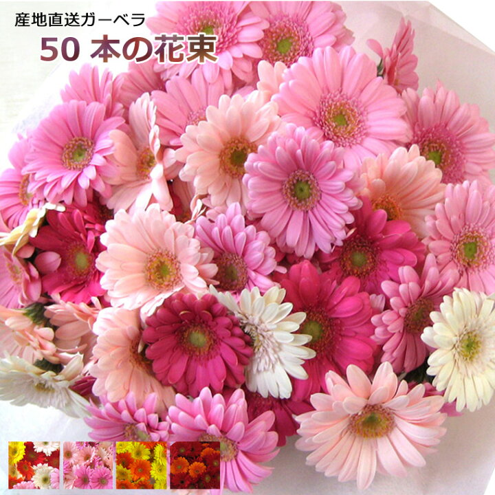 楽天市場 送料無料 一部地域を除く 生花 産地直送 カラーが選べる ガーベラ 50本 花束 ピンク レッド イエロー オレンジ ミックス 誕生日プレゼント 女性 成人式 お祝い 8 11 8 19はお届け出来ません あれんじｈａｎａ倶楽部
