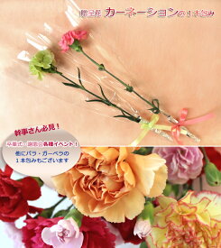 楽天市場 卒業式 花束 植物の本数1本 の通販