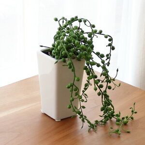 観葉植物 グリーンネックレス 光触媒の人気商品 通販 価格比較 価格 Com 観葉植物 グリーンネックレス 光触媒の人気商品 通販 価格比較 価格 Com