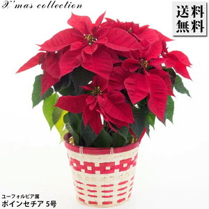 |CZ`A  vZ`A 5 Jo[t Ԕ NX}X Xmas NX}X ̃CeA