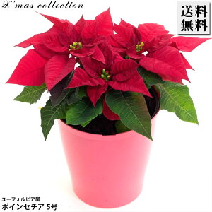 |CZ`A  vZ`A 5 Jo[t Ԕ NX}X Xmas NX}X ̃CeA