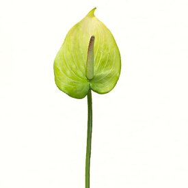 アンスリューム グリーン造花 花材 資材花径7cm×長さ47cm