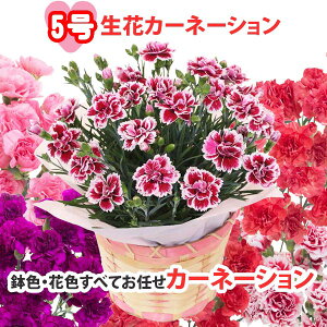 ���� ��̓� �J�[�l�[�V���� �� ����5�� ���A�� �������� �I�ׂ鐶�ԂƑ��� �t�����[�P�[�L �a�t�����[�A�����W �K�[�x���A�����W ��̓��M�t�g ��̓��v���[���g �l�C ������� ���킢�� 