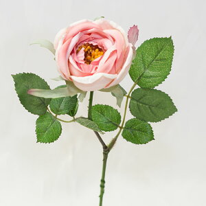 [Y KN LxbW[Y ԍ މԌa5.5cm×30cm