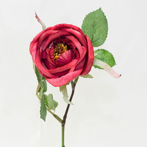 KN [Y LxbW [Y ԍ މԌa5.5cm×30cm