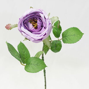 [Y KN ԍ މԌa5.5cm×30cm