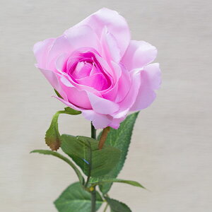 [Y KN ԍ LRۉHԌa9cm×57cm