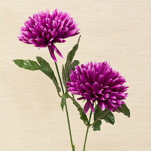 } e ԍ މԌa6cm×56cm