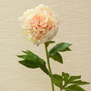 sIj[ 䉖 N[ ԍ މԌa9cm×50cm